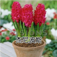 Hyacinth seeds Hyacinthus Orientalis Indoor green plants, flower plants, easy to grow - 50pcs Hyacinthus seeds