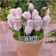 Hyacinth seeds Hyacinthus Orientalis Indoor green plants, flower plants, easy to grow - 50pcs Hyacinthus seeds