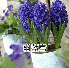 Hyacinth seeds Hyacinthus Orientalis Indoor green plants, flower plants, easy to grow - 50pcs Hyacinthus seeds