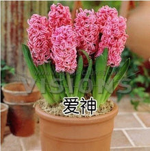 Hyacinth seeds Hyacinthus Orientalis Indoor green plants, flower plants, easy to grow - 50pcs Hyacinthus seeds