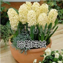 Hyacinth seeds Hyacinthus Orientalis Indoor green plants, flower plants, easy to grow - 50pcs Hyacinthus seeds