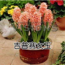 Hyacinth seeds Hyacinthus Orientalis Indoor green plants, flower plants, easy to grow - 50pcs Hyacinthus seeds