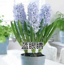Hyacinth seeds Hyacinthus Orientalis Indoor green plants, flower plants, easy to grow - 50pcs Hyacinthus seeds
