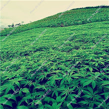 Exotic Seeds 100pcs Hemp Seeds Organic Herb Plant Sementes De Flores Raras  Gifts Perennial Flowers Garden Home Bonsai 2016 New