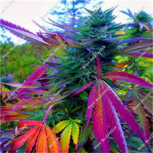 Exotic Seeds 100pcs Hemp Seeds Organic Herb Plant Sementes De Flores Raras  Gifts Perennial Flowers Garden Home Bonsai 2016 New