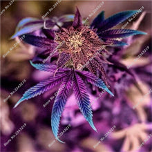 Exotic Seeds 100pcs Hemp Seeds Organic Herb Plant Sementes De Flores Raras  Gifts Perennial Flowers Garden Home Bonsai 2016 New