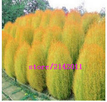 200 pcs/bag kochia,kochia scoparia,burning bush kochia scoparia,grass seeds,flower seeds,outdoor plant for home garden planting