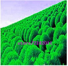 200 pcs/bag kochia,kochia scoparia,burning bush kochia scoparia,grass seeds,flower seeds,outdoor plant for home garden planting