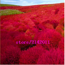 200 pcs/bag kochia,kochia scoparia,burning bush kochia scoparia,grass seeds,flower seeds,outdoor plant for home garden planting