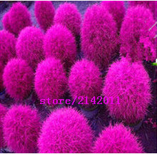 200 pcs/bag kochia,kochia scoparia,burning bush kochia scoparia,grass seeds,flower seeds,outdoor plant for home garden planting