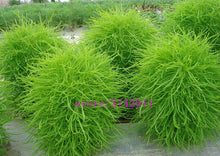 200 pcs/bag kochia,kochia scoparia,burning bush kochia scoparia,grass seeds,flower seeds,outdoor plant for home garden planting