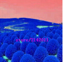 200 pcs/bag kochia,kochia scoparia,burning bush kochia scoparia,grass seeds,flower seeds,outdoor plant for home garden planting