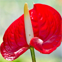 120 pcs Rare Flower Anthurium Seeds Balcony Potted Plant Anthurium Flower Seeds for DIY Home Garden