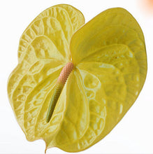 120 pcs Rare Flower Anthurium Seeds Balcony Potted Plant Anthurium Flower Seeds for DIY Home Garden