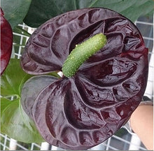 120 pcs Rare Flower Anthurium Seeds Balcony Potted Plant Anthurium Flower Seeds for DIY Home Garden