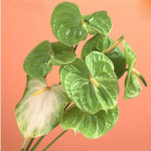 120 pcs Rare Flower Anthurium Seeds Balcony Potted Plant Anthurium Flower Seeds for DIY Home Garden