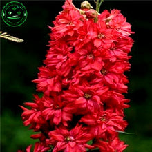 Bonsai seeds Forking Larkspur Salmon King (Delphinium consolida) Family garden decoration Organic Flower  free shipping 100PCS