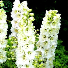 Bonsai seeds Forking Larkspur Salmon King (Delphinium consolida) Family garden decoration Organic Flower  free shipping 100PCS