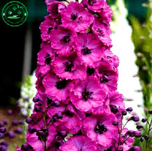 Bonsai seeds Forking Larkspur Salmon King (Delphinium consolida) Family garden decoration Organic Flower  free shipping 100PCS