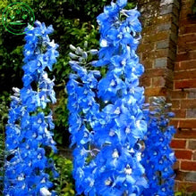 Bonsai seeds Forking Larkspur Salmon King (Delphinium consolida) Family garden decoration Organic Flower  free shipping 100PCS