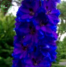 Bonsai seeds Forking Larkspur Salmon King (Delphinium consolida) Family garden decoration Organic Flower  free shipping 100PCS