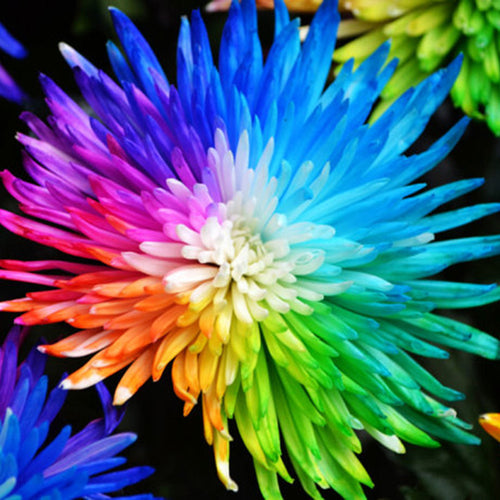 Free Shipping 20 Rainbow Chrysanthemum Flower Seeds rare color  new arrival DIY Home Garden flower plant
