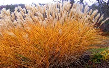 1200 PCS/package PAMPAS GRASS seeds ,rare reed flower seeds for home garden planting Selloana Seeds Garden decoration DIY!