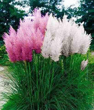1200 PCS/package PAMPAS GRASS seeds ,rare reed flower seeds for home garden planting Selloana Seeds Garden decoration DIY!