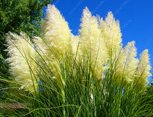 1200 PCS/package PAMPAS GRASS seeds ,rare reed flower seeds for home garden planting Selloana Seeds Garden decoration DIY!