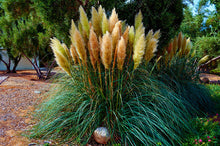 1200 PCS/package PAMPAS GRASS seeds ,rare reed flower seeds for home garden planting Selloana Seeds Garden decoration DIY!