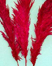 1200 PCS/package PAMPAS GRASS seeds ,rare reed flower seeds for home garden planting Selloana Seeds Garden decoration DIY!