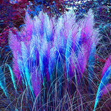 1200 PCS/package PAMPAS GRASS seeds ,rare reed flower seeds for home garden planting Selloana Seeds Garden decoration DIY!