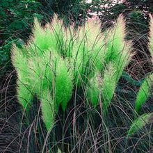 1200 PCS/package PAMPAS GRASS seeds ,rare reed flower seeds for home garden planting Selloana Seeds Garden decoration DIY!