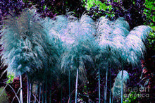 1200 PCS/package PAMPAS GRASS seeds ,rare reed flower seeds for home garden planting Selloana Seeds Garden decoration DIY!