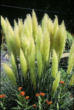 1200 PCS/package PAMPAS GRASS seeds ,rare reed flower seeds for home garden planting Selloana Seeds Garden decoration DIY!