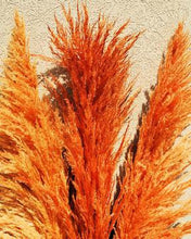1200 PCS/package PAMPAS GRASS seeds ,rare reed flower seeds for home garden planting Selloana Seeds Garden decoration DIY!