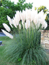 1200 PCS/package PAMPAS GRASS seeds ,rare reed flower seeds for home garden planting Selloana Seeds Garden decoration DIY!
