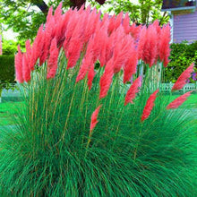 1200 PCS/package PAMPAS GRASS seeds ,rare reed flower seeds for home garden planting Selloana Seeds Garden decoration DIY!