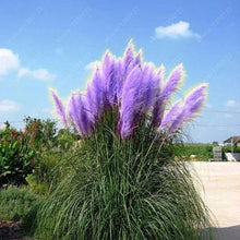 1200 PCS/package PAMPAS GRASS seeds ,rare reed flower seeds for home garden planting Selloana Seeds Garden decoration DIY!