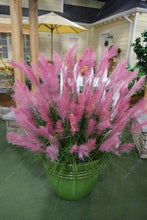 1200 PCS/package PAMPAS GRASS seeds ,rare reed flower seeds for home garden planting Selloana Seeds Garden decoration DIY!