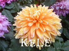 30 Dahlia seeds - Pompon~beautiful gardens, gorgeous flower , 24 color mixed seeds , home garden,#A5VO56