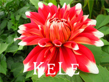 30 Dahlia seeds - Pompon~beautiful gardens, gorgeous flower , 24 color mixed seeds , home garden,#A5VO56