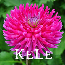 30 Dahlia seeds - Pompon~beautiful gardens, gorgeous flower , 24 color mixed seeds , home garden,#A5VO56