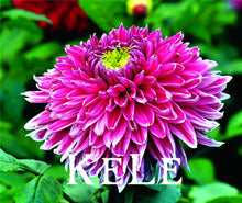 30 Dahlia seeds - Pompon~beautiful gardens, gorgeous flower , 24 color mixed seeds , home garden,#A5VO56