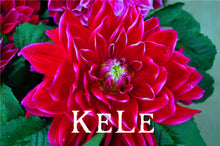 30 Dahlia seeds - Pompon~beautiful gardens, gorgeous flower , 24 color mixed seeds , home garden,#A5VO56