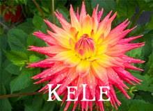 30 Dahlia seeds - Pompon~beautiful gardens, gorgeous flower , 24 color mixed seeds , home garden,#A5VO56