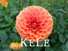 30 Dahlia seeds - Pompon~beautiful gardens, gorgeous flower , 24 color mixed seeds , home garden,#A5VO56