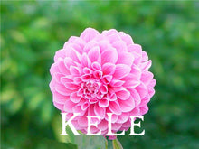 30 Dahlia seeds - Pompon~beautiful gardens, gorgeous flower , 24 color mixed seeds , home garden,#A5VO56