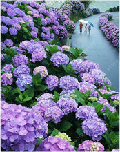 20 seeds/bag hydrangea seed,china hydrangea,hydrangea flower seeds,12 colours,Natural growth for home garden planting