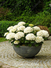 20 seeds/bag hydrangea seed,china hydrangea,hydrangea flower seeds,12 colours,Natural growth for home garden planting